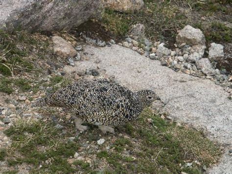 Ptarmigan