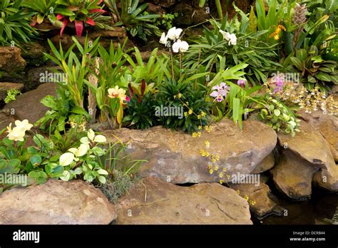 Orchids, Durban Botanic Gardens, Durban, South Africa Stock Photo - Alamy