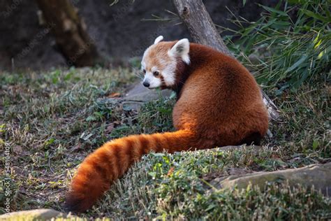 Cute young red panda and bamboo Stock Photo | Adobe Stock