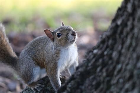 The Dangers of a Squirrel Invasion in the Attic - Pest Control Guelph