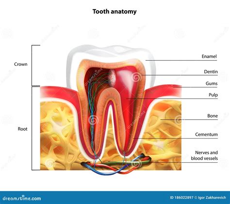 Anatomia Molar Em Detalhes. Ilustração Dos Dentes Humanos Ilustração ...