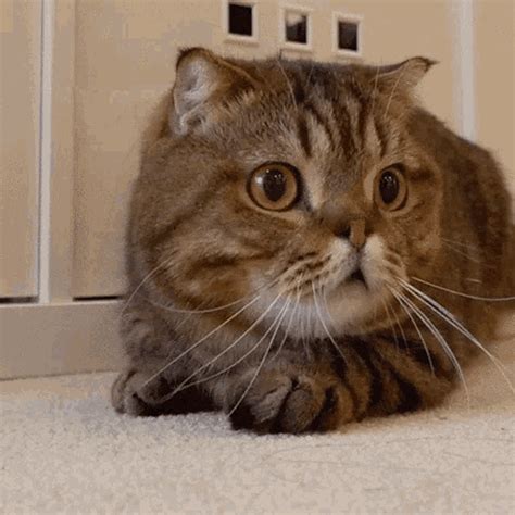 Cat Scared GIF - Cat Scared Terrified - Discover & Share GIFs