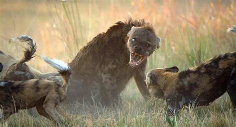 Hyena matriarch fighting off pack of African wild dogs : r/natureismetal