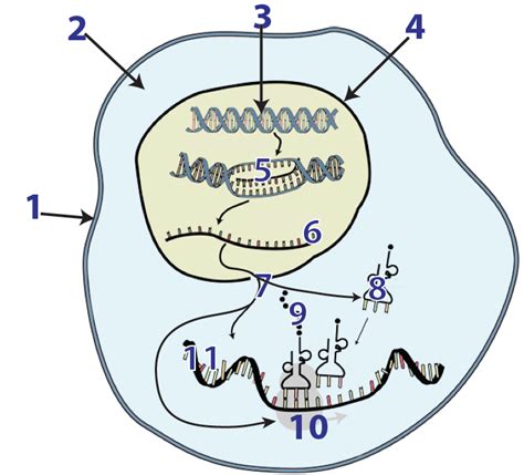 Protein synthesis Diagram | Quizlet