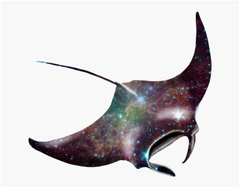 Manta Ray Png - Giant Oceanic Manta Ray Art, Transparent Png - kindpng