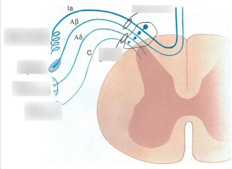 Components of Dorsal Roots Diagram | Quizlet