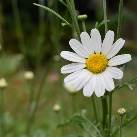 Pyrethrum Daisy Seeds – Toi Toi Botanicals