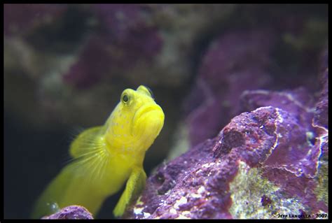 Yellow Watchman Goby (Tank April, 2nd 2007) Reef Aquarium, April 2nd, Watchmen, Aquariums, Fish ...