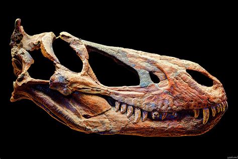 Gorgosaurus Skull Photograph by Weston Westmoreland - Fine Art America