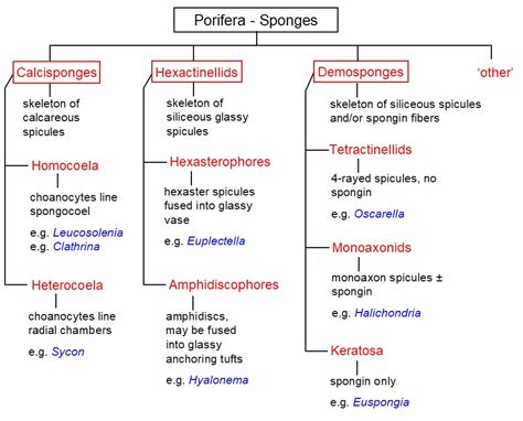 More Sponges