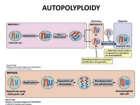 Polyploidy