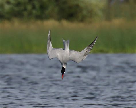 Caspian Tern Photograph by Willie Hall - Fine Art America