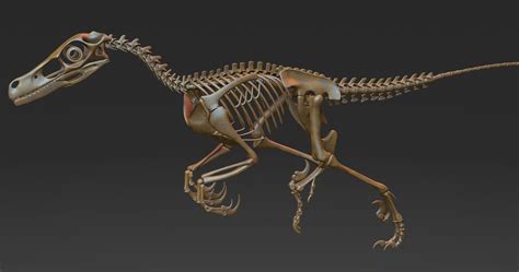 Velociraptor Skeleton 3D Models download - Free3D