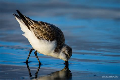 Long Beach Shorebirds - Michael McAuliffe Photography