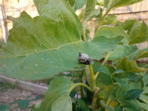 identification - What is this grub-like bug that's eating my eggplant leaves? - Gardening ...