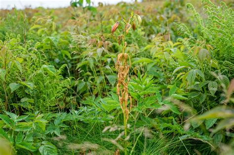 Help prevent lily leaf spot disease - Southern Appalachian Highlands ...