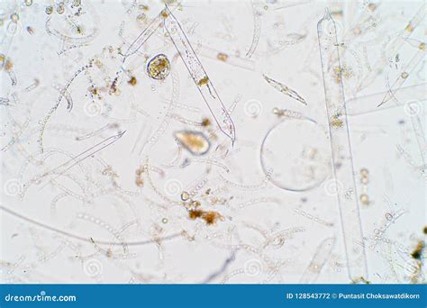 Marine Aquatic Plankton Under Microscope View Stock Photo - Image of ...