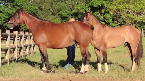 50 best ideas for coloring | Draft Horses Matings Video