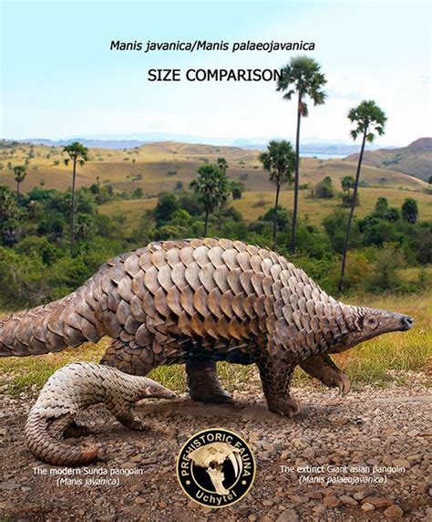 Giant asian pangolin and Javan pangolin (size comparison) | Extinction, Extinct animals ...