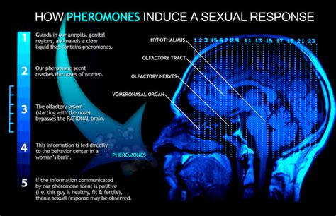 HOW PHEROMONES WORK – PHEROMONE MAFIA