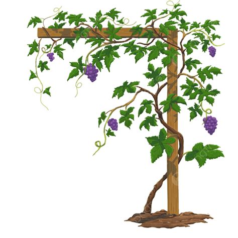 Grape Plant Cartoon, Plant Clipart, Cartoon Clipart, Grape Plant PNG Transparent Clipart Image ...