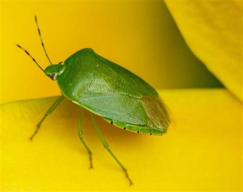 Green Stink Bugs - The Daily Garden