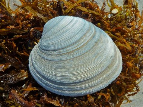 Wrack Of Clams | I Love Shelling