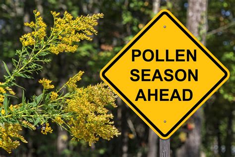 Pollen In Houston and How It Can Affect You. Testing Is Available.