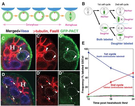 Asymmetric Inheritance of Mother Versus Daughter Centrosome in Stem Cell Division | Science