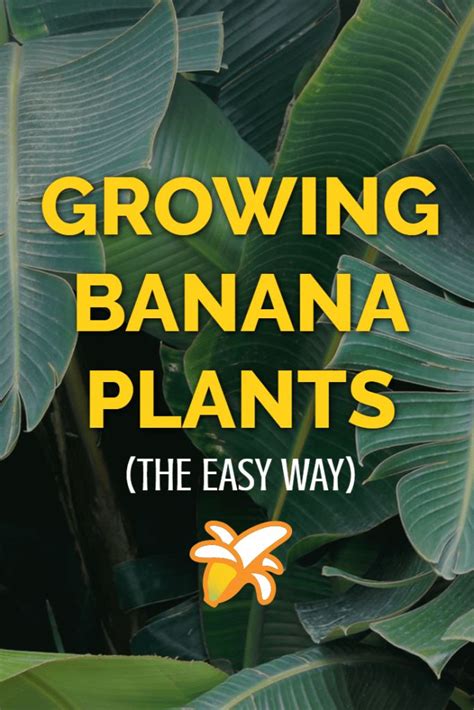 Banana Plant Care & Growing Guide | Banana plant care, Banana plants ...