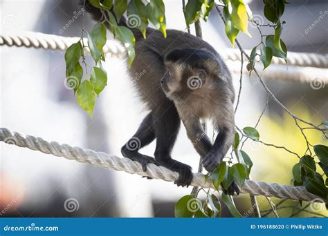 A Tufted Capuchin Monkey Walking on a Rope Stock Photo - Image of rope ...