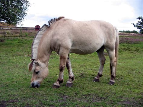 Que son los ponies? - Info - Taringa!