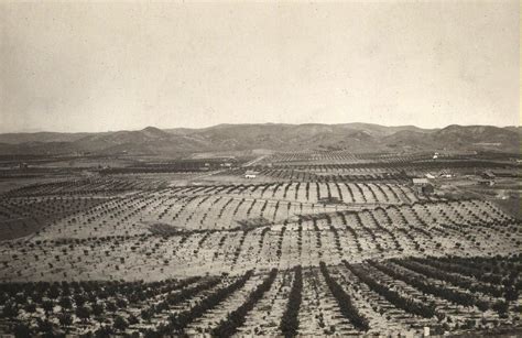 Early Yorba Linda CA citrus groves. | California history, San luis obispo county, Yorba linda ...