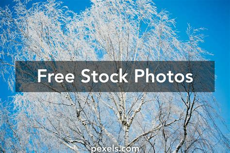 Winter Birch Tree Wallpaper Photos, Download The BEST Free Winter Birch Tree Wallpaper Stock ...