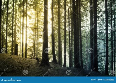 Pine tree forest at sunset stock photo. Image of canopy - 89152974