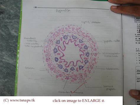 Histology Slides Database: histological diagram of appendix