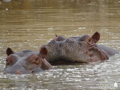 Buffalo Benin Wildlife | AfricaHunting.com