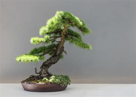 Bonsai Plants & Seedlings Bonsai Tree Seeds Mixed Pack-Conifers ...