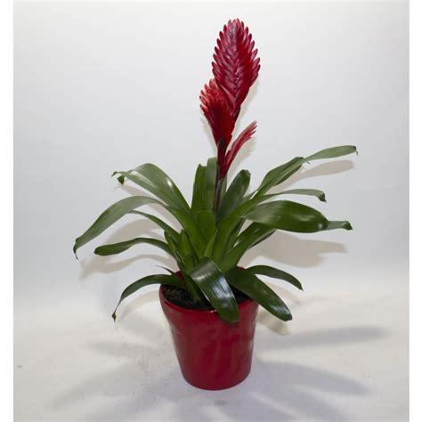 RED BROMELIAD PLANT DELIVERING FRESH FLOWERS AND PLANTS LONDON AND ...