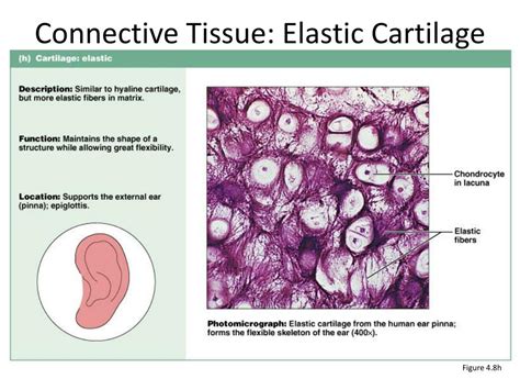 PPT - Connective Tissues PowerPoint Presentation, free download - ID ...