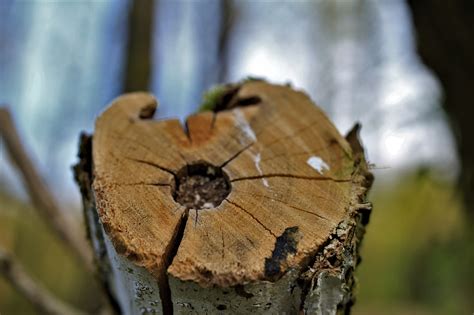 How To Cut Tree: Tree Cutting Techniques & Tips