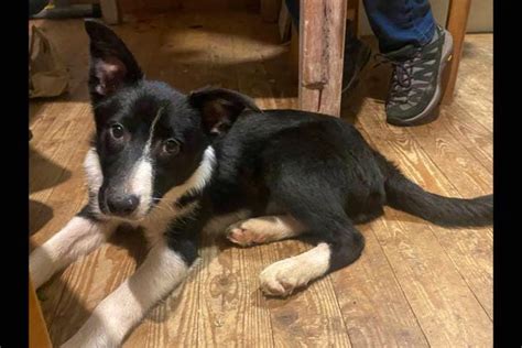 1 Border Collie (Male) | SellMyLivestock - The Online Livestock Marketplace