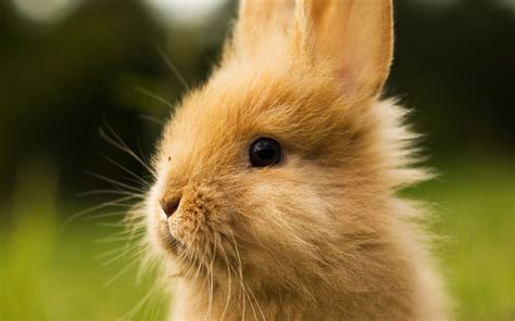 Cute bunny head wallpaper | 1920x1200 | #12557