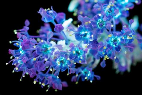 Amazing Photos Capture How Flowers Look Under Ultraviolet Light | HuffPost