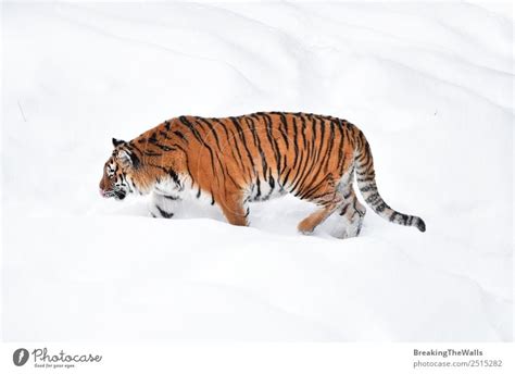 Female Amur (Siberian) tiger walking in fresh white snow - a Royalty Free Stock Photo from Photocase