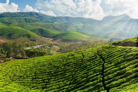 Tea plantations in India stock image. Image of cloud - 159629589