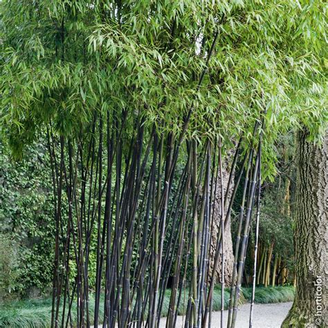 Phyllostachys nigra – Artofit