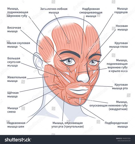 5,304 Human Facial Muscles Images, Stock Photos & Vectors | Shutterstock