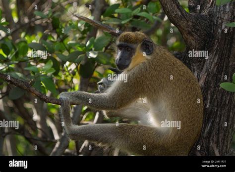 African Green Monkey Stock Photo - Alamy