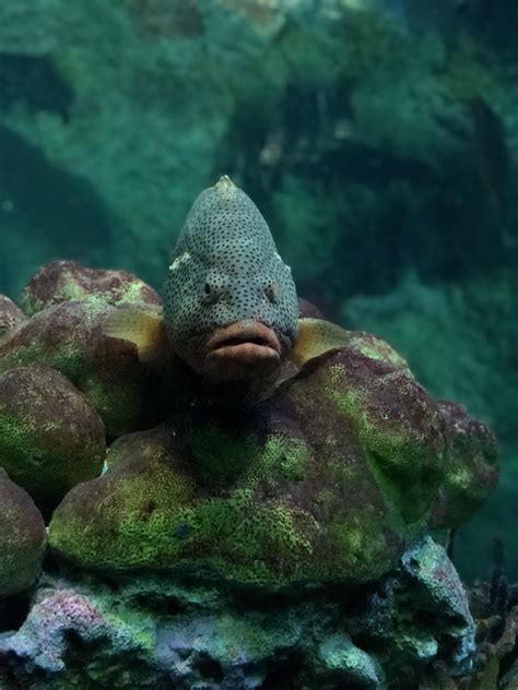 This fish that was staring at me while at the aquarium. : pics